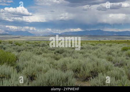 Long Valley vicino al lago Crowley, Mono County, California. STATI UNITI. Palude verde con montagna sullo sfondo durante l'estate nuvolosa Foto Stock