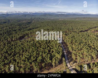 Pineta, Pinus sylvestris, Navaleno, Soria, Comunità autonoma di Castiglia, Spagna, Europa Foto Stock