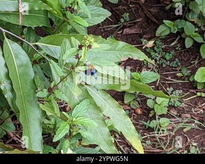 Pisello africano (Egybolis vaillantina) Foto Stock