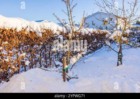 Giovani meli ricoperti di neve durante l'inverno in un giardino residenziale con siepi e cielo azzurro. Svezia. Foto Stock