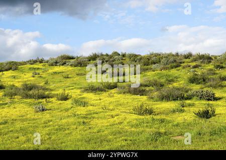 California Golden Poppy e Goldfields fioriscono in Walker Canyon, Lake Elsinore, California. STATI UNITI. Fiori di papavero arancio luminoso durante il super b deserto californiano Foto Stock