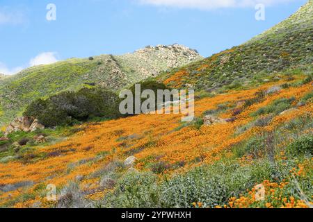 California Golden Poppy e Goldfields fioriscono in Walker Canyon, Lake Elsinore, California. STATI UNITI. Fiori di papavero arancio luminoso durante il super b deserto californiano Foto Stock