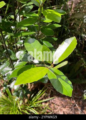 Pigeonwood (Hedycarya arborea) Foto Stock