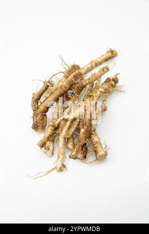 Taraxacum officinale fresco, il dente di leone o radici comuni di tarassio isolato su fondo bianco Foto Stock