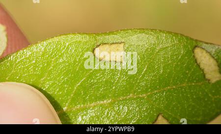 Rotolamento di foglie di quercia (Homoeolabus analis) Foto Stock