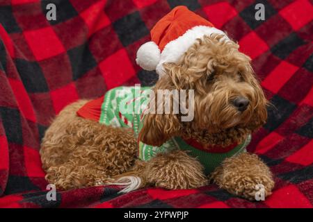 Cane Cavapoo con abiti natalizi, concetto di cane natalizio, razza mista di Cavalier King Charles Spaniel e Poodle Foto Stock