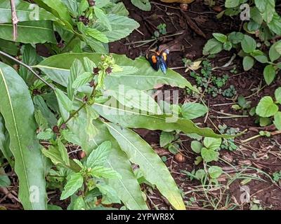 Pisello africano (Egybolis vaillantina) Foto Stock