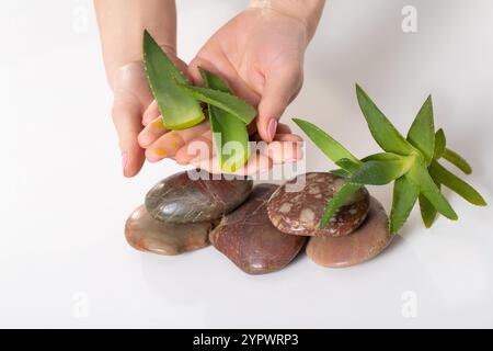 Scoprite i vantaggi dell'Aloe Veras con pietre per il benessere naturale e la tranquillità della vostra vita Foto Stock
