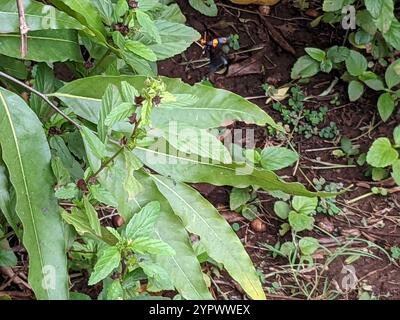 Pisello africano (Egybolis vaillantina) Foto Stock