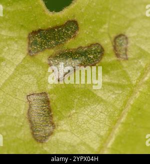 Rotolamento di foglie di quercia (Homoeolabus analis) Foto Stock
