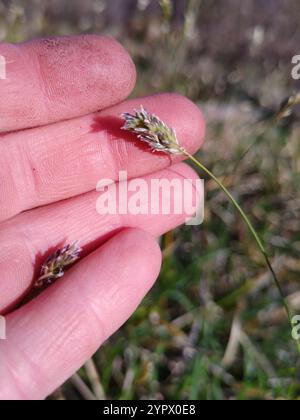 Blue Moor-erba (Sesleria caerulea) Foto Stock