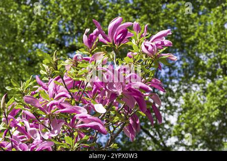 magnolia (magnolia lililiiflora) in fiore nel giardino botanico Foto Stock