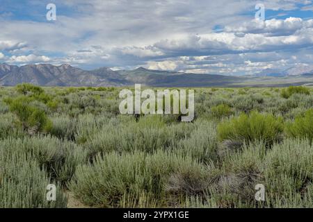 Long Valley vicino al lago Crowley, Mono County, California. STATI UNITI. Palude verde con montagna sullo sfondo durante l'estate nuvolosa Foto Stock