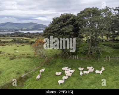 Piccolo gregge di pecore, Castlequin Loop Walk, Cahersiveen, Irlanda, Regno Unito, Europa Foto Stock