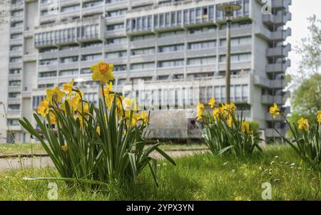 Bellissimo giardino in primavera con gigli prestati di fronte a un grande edificio residenziale Foto Stock