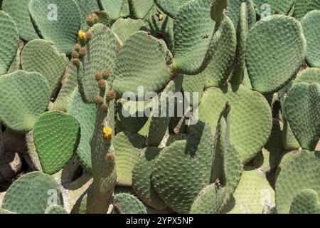 Il primo piano di Opuntia, comunemente chiamato fico d'India, è un genere della famiglia dei cactus, Cactaceae Foto Stock