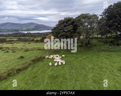 Piccolo gregge di pecore, Castlequin Loop Walk, Cahersiveen, Irlanda, Regno Unito, Europa Foto Stock