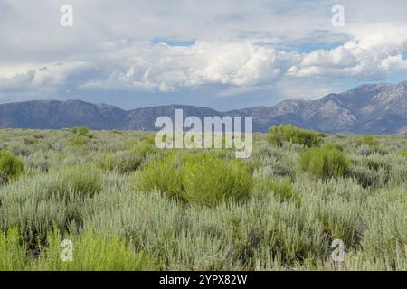 Long Valley vicino al lago Crowley, Mono County, California. STATI UNITI. Palude verde con montagna sullo sfondo durante l'estate nuvolosa Foto Stock