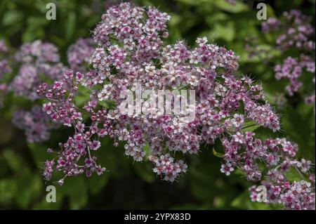 Spiraea japonica (spirea giapponese) o meadowsweet giapponese. La piccola principessa fiorisce d'estate Foto Stock