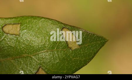 Rotolamento di foglie di quercia (Homoeolabus analis) Foto Stock