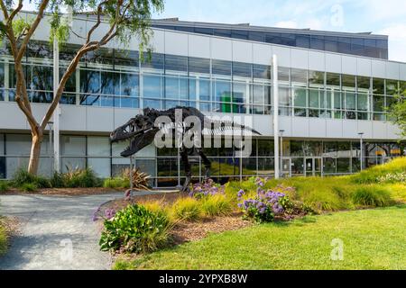 Uno scheletro di Tyrannosaurus Rex di nome Stan in Googleplex nella Silicon Valley, Mountain View, California, USA - 12 giugno 2023. Foto Stock