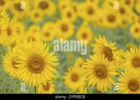 Campo di girasoli, Helianthus annuus, Santa Maria de Huerta, Soria, comunità autonoma di Castilla y Leon, Spagna, Europa Foto Stock