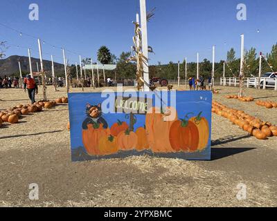 Un mucchio di zucche sul cerotto di zucca. Campo di zucche arancioni durante la stagione del raccolto. San Diego, California, Stati Uniti, Nord America Foto Stock