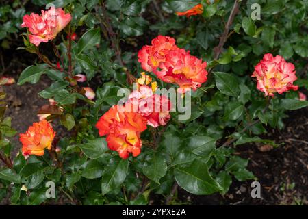 Ha fatto crescere fiori in giardino. Stati Uniti. Foto Stock