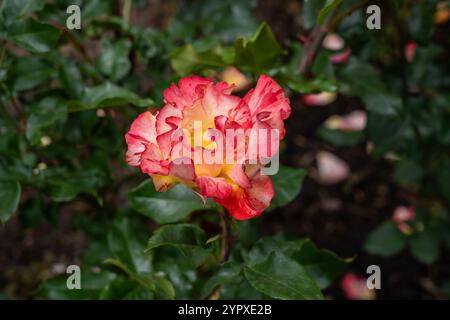Ha fatto crescere fiori in giardino. Stati Uniti. Foto Stock