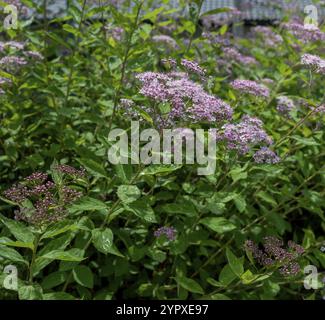 Spiraea japonica (spirea giapponese) o meadowsweet giapponese. La piccola principessa fiorisce d'estate Foto Stock