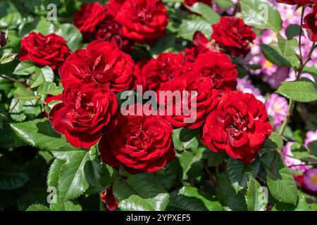 Rosa Lavaglut Rose fiori che crescono nel giardino. Stati Uniti. Foto Stock