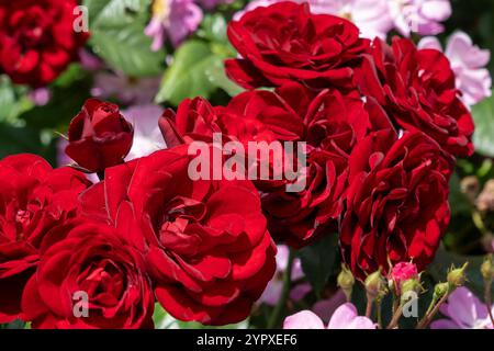 Rosa Lavaglut Rose fiori che crescono nel giardino. Stati Uniti. Foto Stock