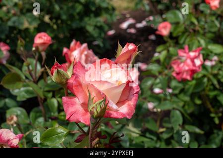 Fiori di rosa Gemini che crescono nel giardino. Stati Uniti. Foto Stock