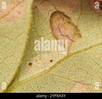 Rotolamento di foglie di quercia (Homoeolabus analis) Foto Stock
