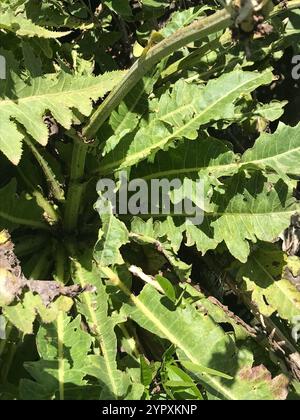 Dente di leone gigante (Sonchus acaulis) Foto Stock