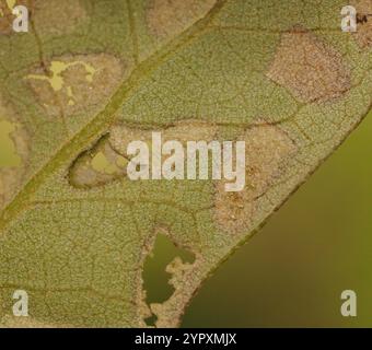 Rotolamento di foglie di quercia (Homoeolabus analis) Foto Stock