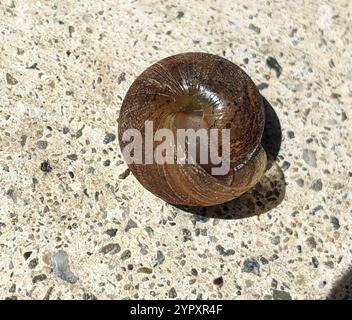 Nicklin's Shoulderband Snail (Helminthoglypta nickliniana) Foto Stock