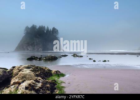 Scena colorata a Second Beach, Olympic National Park, stato di Washington. Giornata nebbiosa con bassa marea. Gabbiani arroccati su rocce. Foto Stock