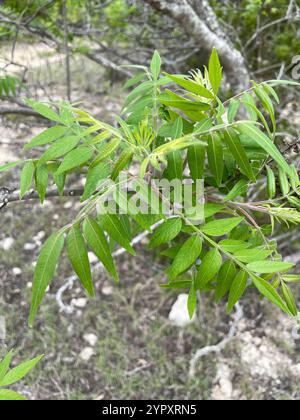 Sumac Prairie flameleaf (Rhus lanceolata) Foto Stock