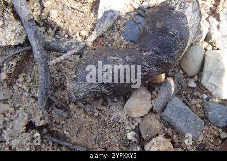 Quoll dalla coda maculata (Dasyurus maculatus) Foto Stock