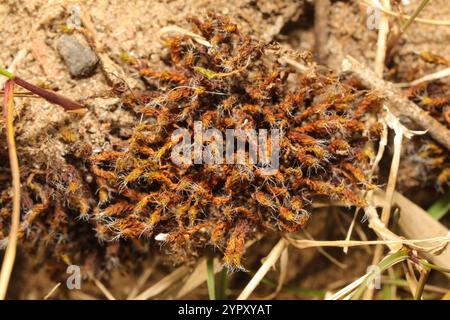 Muschio a vite di sabbia (Syntrichia ruraliformis) Foto Stock