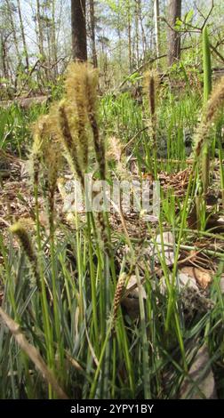 Rari semi primaverili (Carex ericetorum) Foto Stock