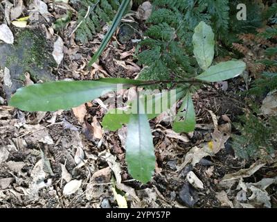 Pigeonwood (Hedycarya arborea) Foto Stock