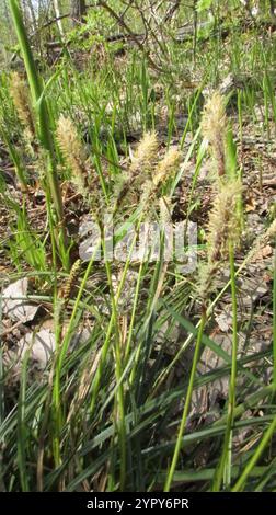 Rari semi primaverili (Carex ericetorum) Foto Stock