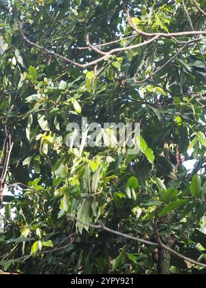 Frutta al burro (Diospyros blancoi) Foto Stock