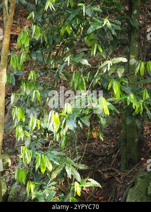 Frutta al burro (Diospyros blancoi) Foto Stock