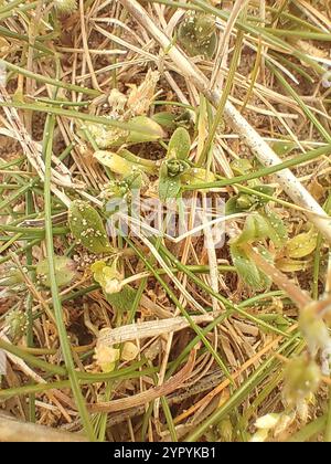 Orecchie da topo (Cerastium semidecandrum) Foto Stock