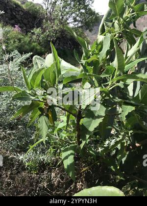 Salvia delle Isole Canarie (Salvia canariensis) Foto Stock