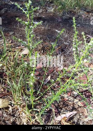 Cardo Russo meridionale (Salsola australis) Foto Stock