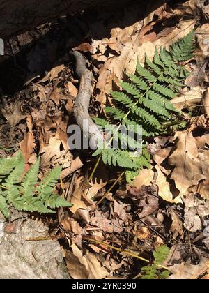 Felce da legno marginale (Dryopteris marginalis) Foto Stock